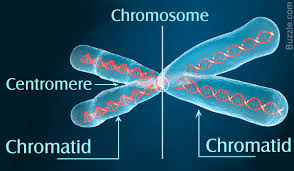 Image result for CHROMOSOMES